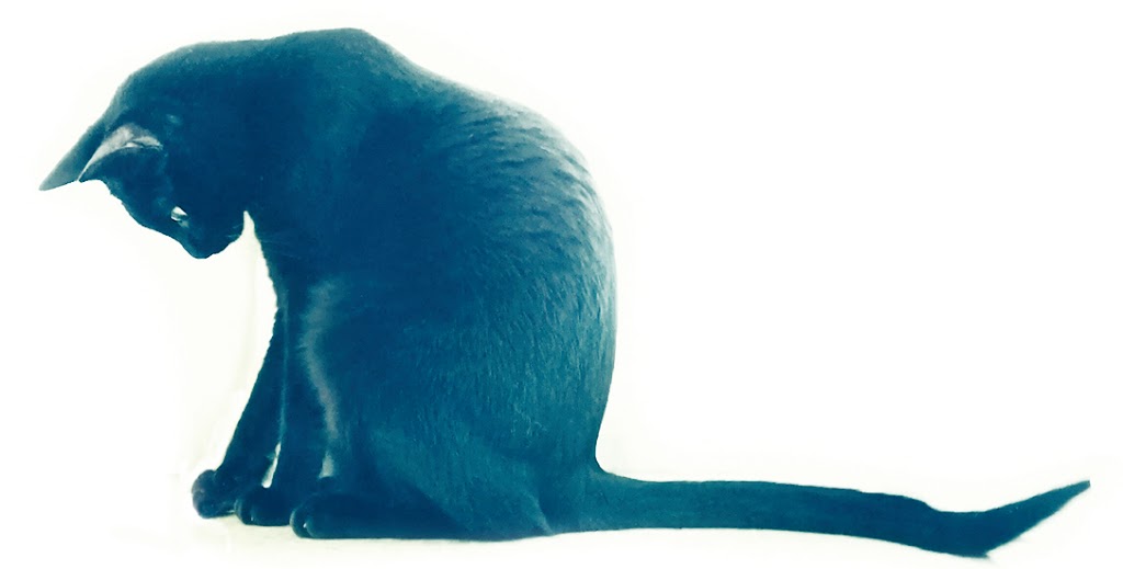 Everest - Tecnovet — Gato