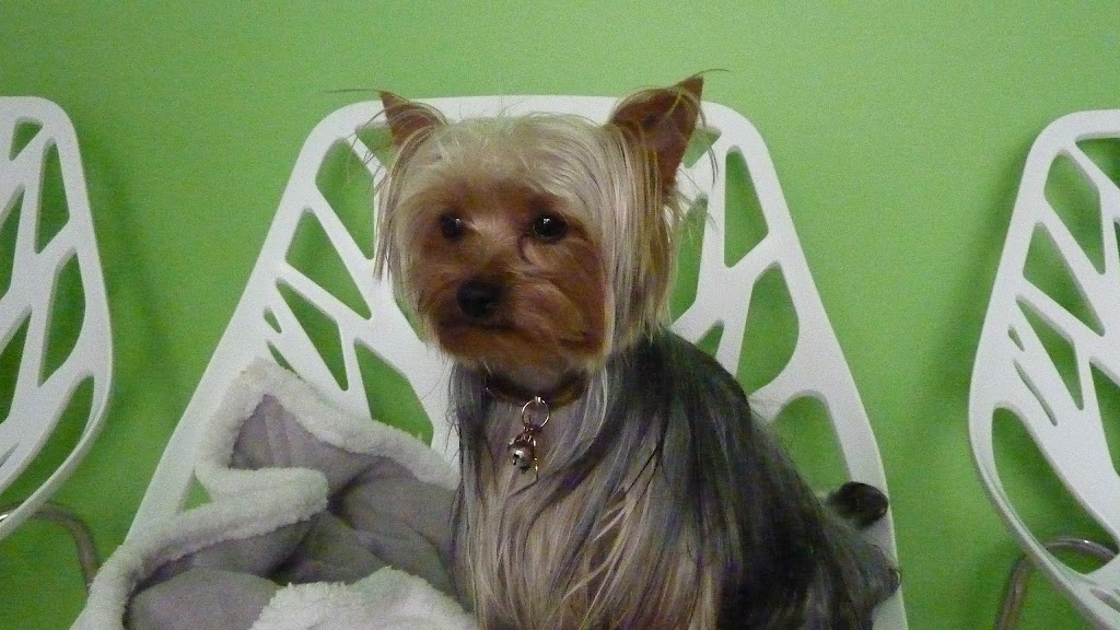 Quart Clinica Veterinaria Valencia — Todas