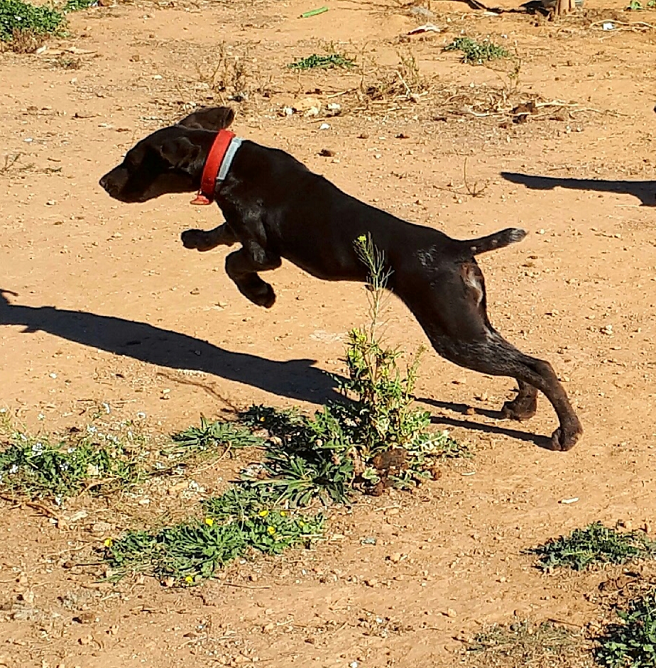 Residencia canina Valencia CENCAVAL.