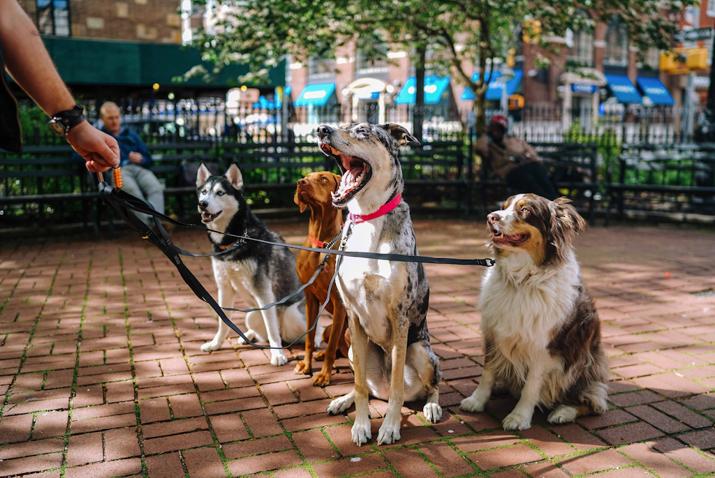 Clinica Veterinaria Caribe — Perro