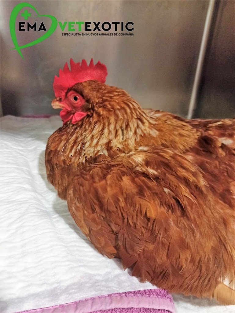 EmaVetexotic, Clinica Veterinaria animales exoticos y tienda de productos para mascotas — Gallo