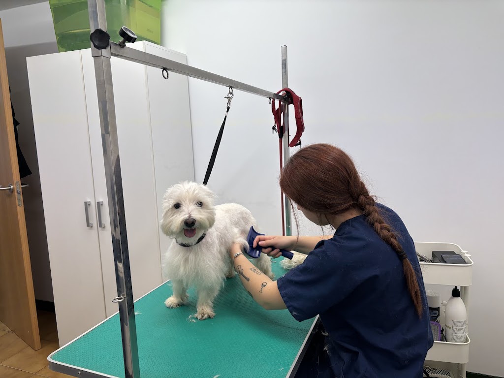 Clinica Veterinaria Parque Morales — Perro