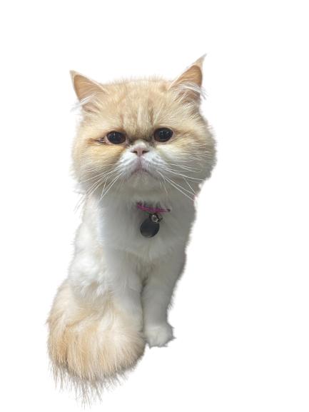 Gato