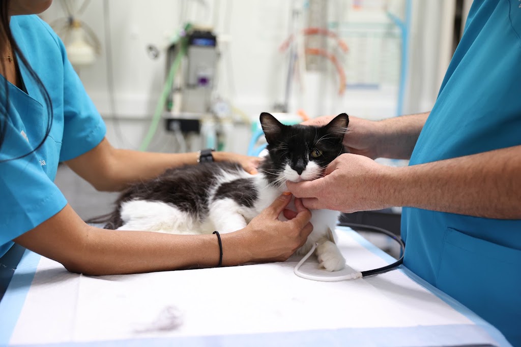Clinica Veterinaria Cruce de Arinaga — Del propietario