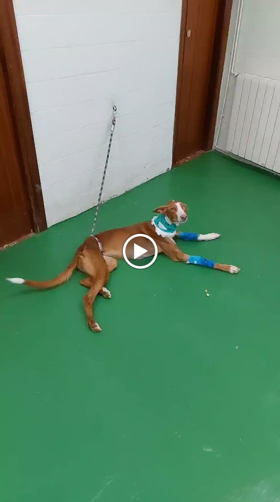 Centro Veterinario CPG — Videos