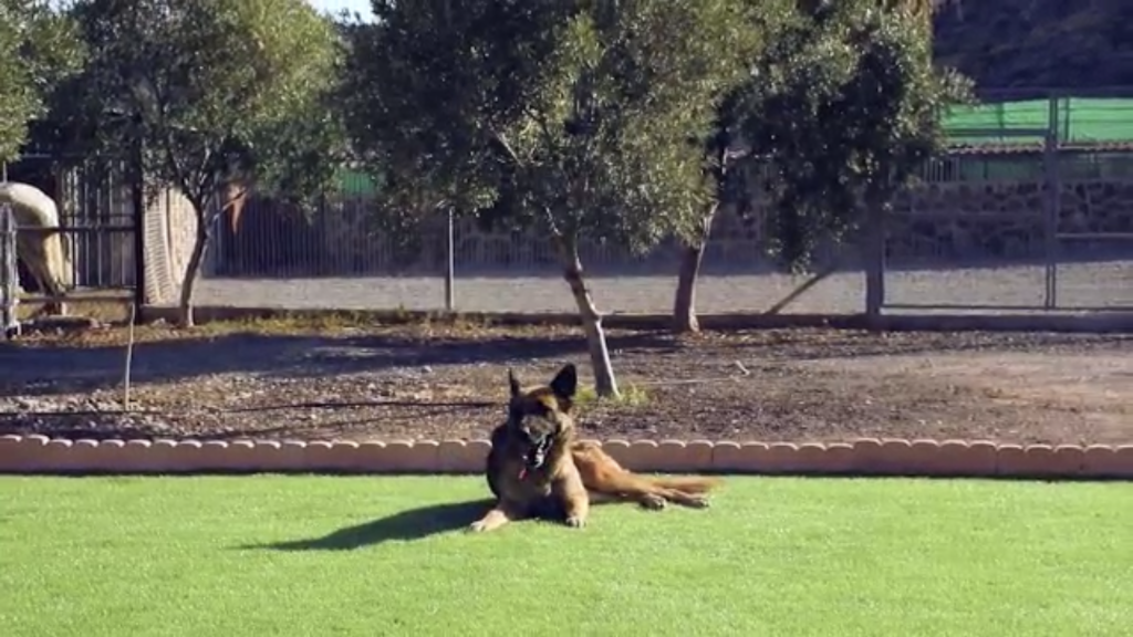Guarderia Canina Maspalomas
