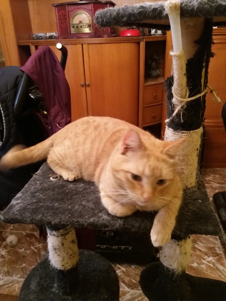 VetMONZON CCV — Gato