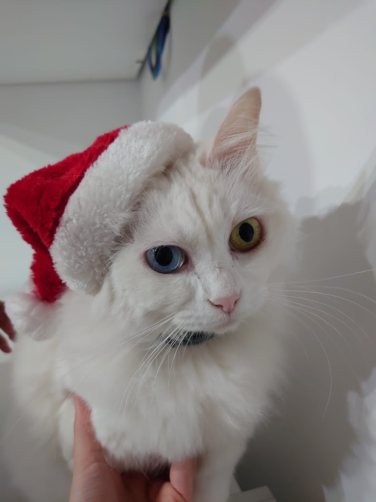Pura Vida Animal - Clinica Veterinaria en Reus — Gato