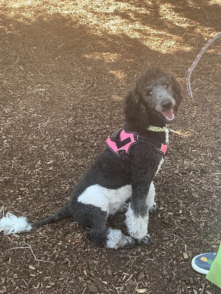 Baskett of Paws Service Dog Trainer in Sandy