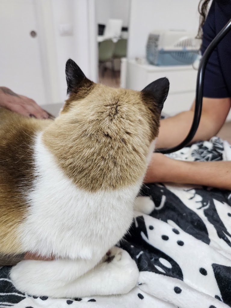 Clinica Veterinaria La Plaza — Gato