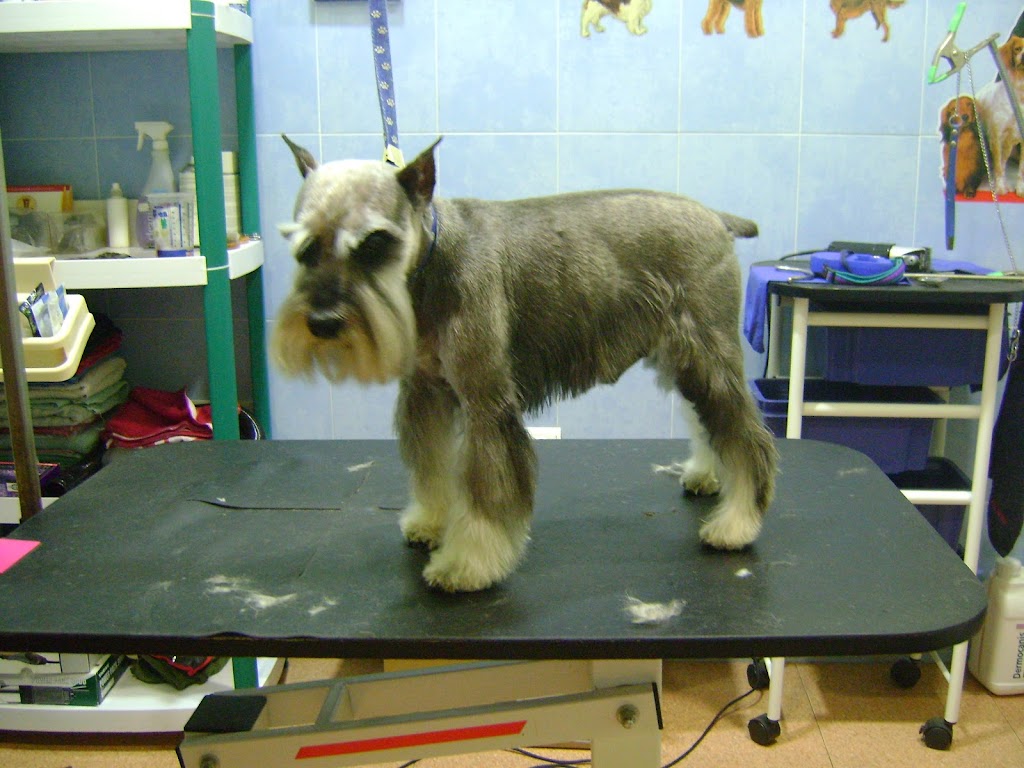 Clinica Veterinaria Cliveal — Del propietario