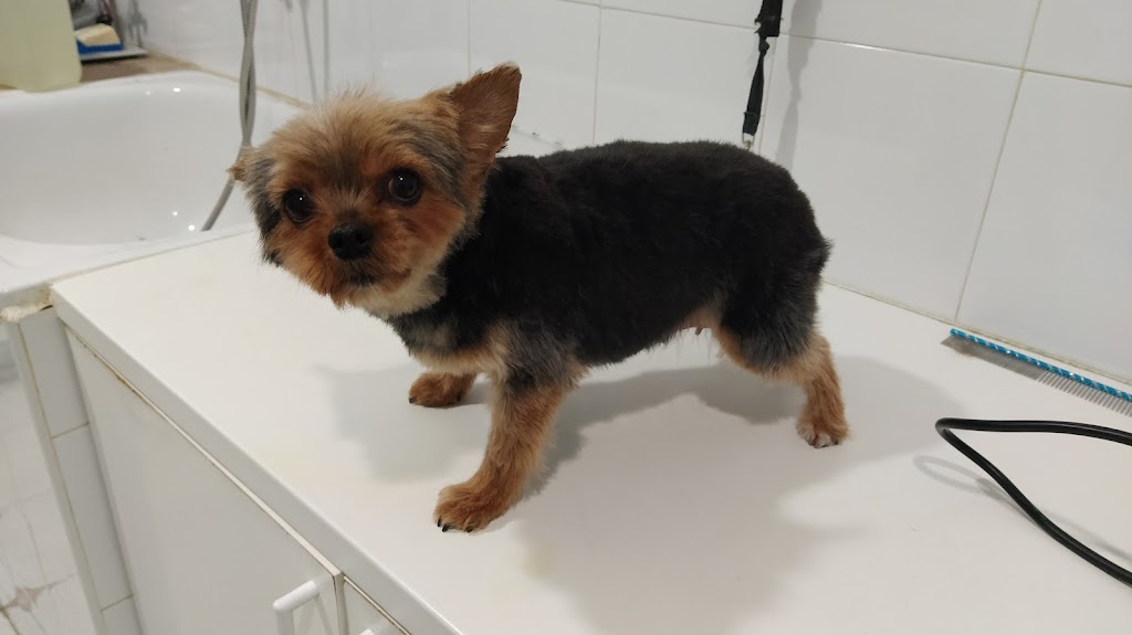 Clinica Veterinaria La Iglesia, El Barraco