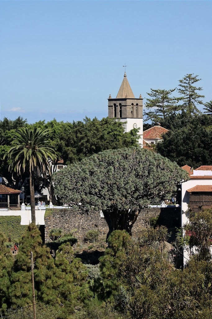 Dragon Icod de los Vinos view