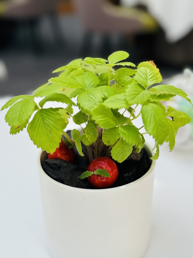 Tomato