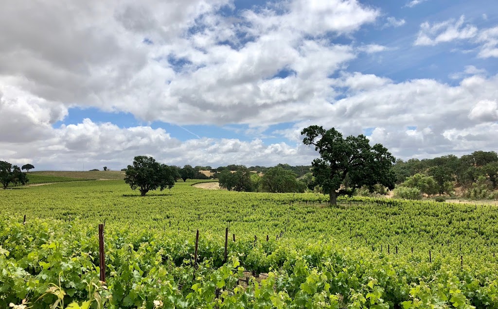 Vineyard