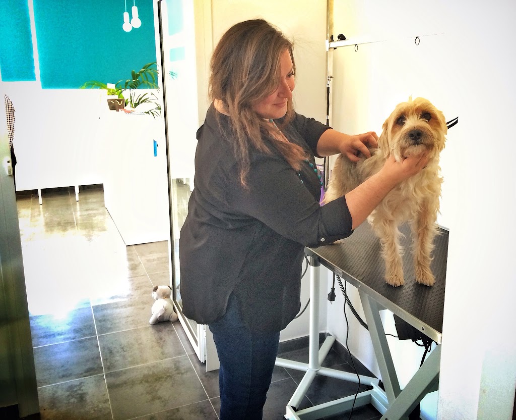 Clinica Veterinaria La Estacion — Perro