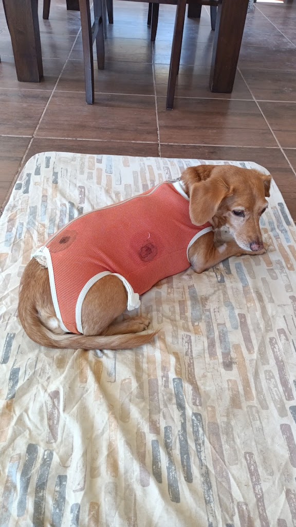 Perro