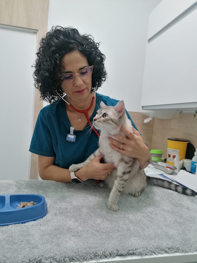 Mas Veterinaria — Gato