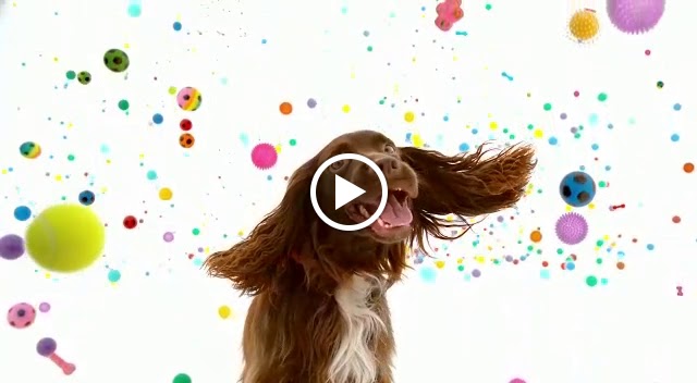 Perro