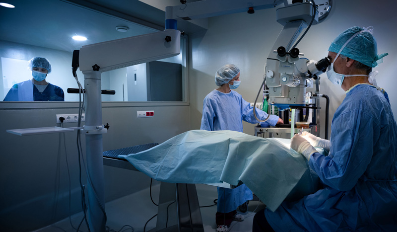 IVO Oftalmologia Veterinaria Ibiza — Del propietario