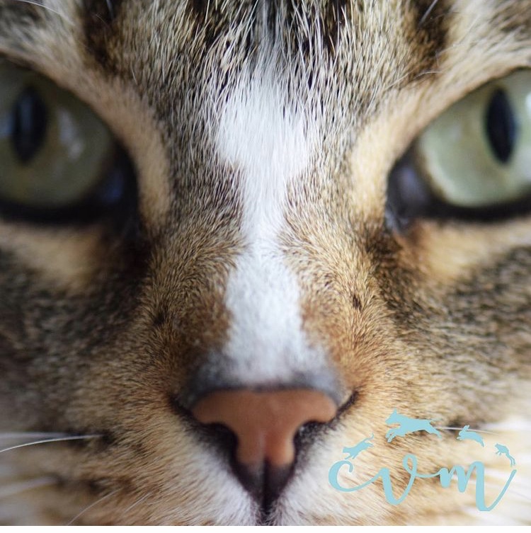 Hospital Veterinari Mataro 24H — Gato