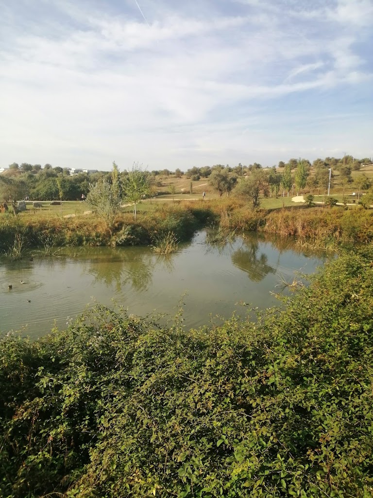 Olivar de Aljamar
