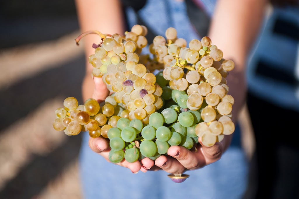 Enoturismo - Ruta del vino de Rueda