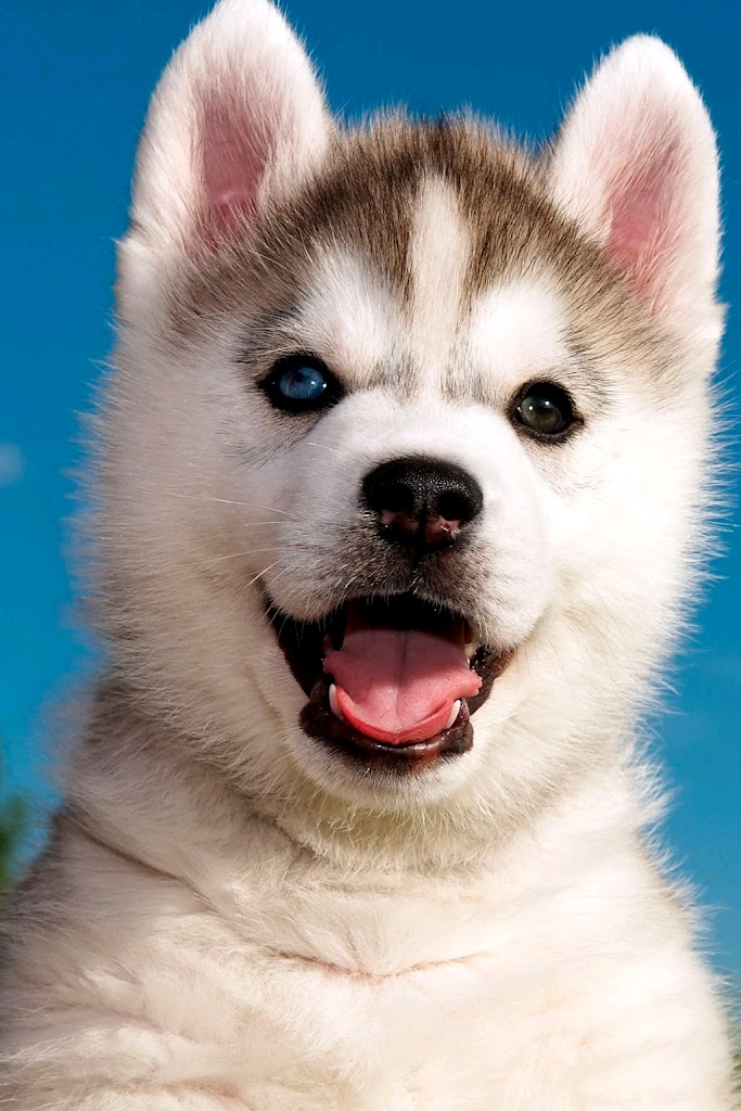 electrodomesticos lola