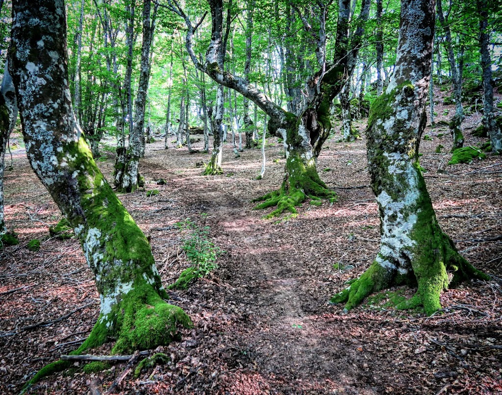 El Bosque Magico de Valdehaya