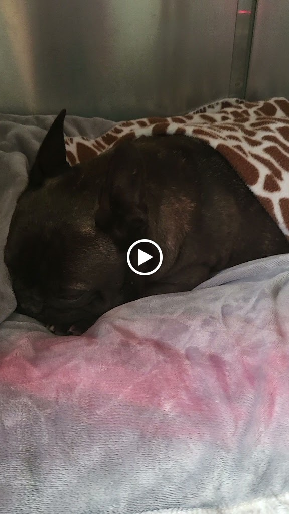 Hospital Veterinario La Rueda — Videos