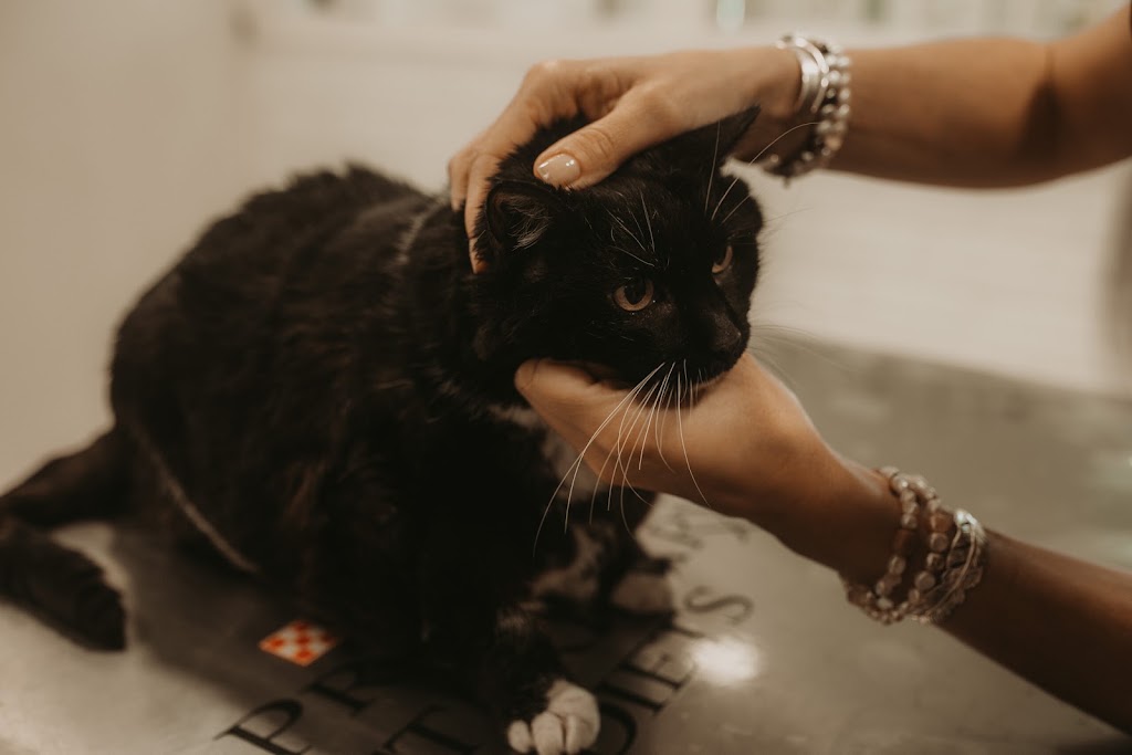 Clinica Veterinaria Trivet Calafell — Gato