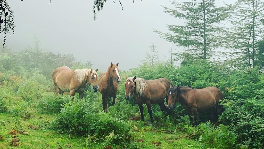 San Sebastian Trips & Experiences | Day Tours from San Sebastian