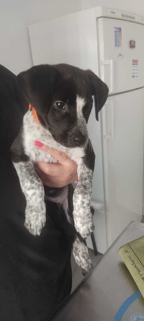 Huella Cat Consultorio Veterinario Santa Fe — Perro