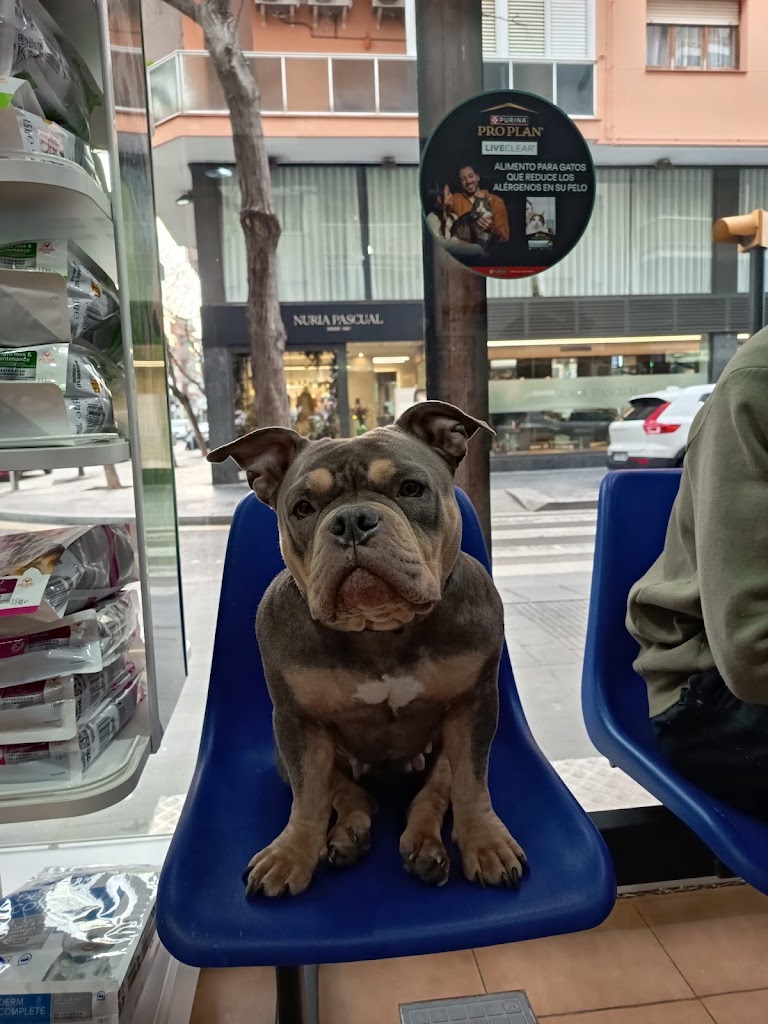 Clinica Veterinaria Castelldefels Albo — Mas recientes