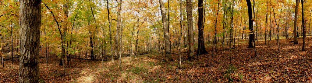White Oak Design