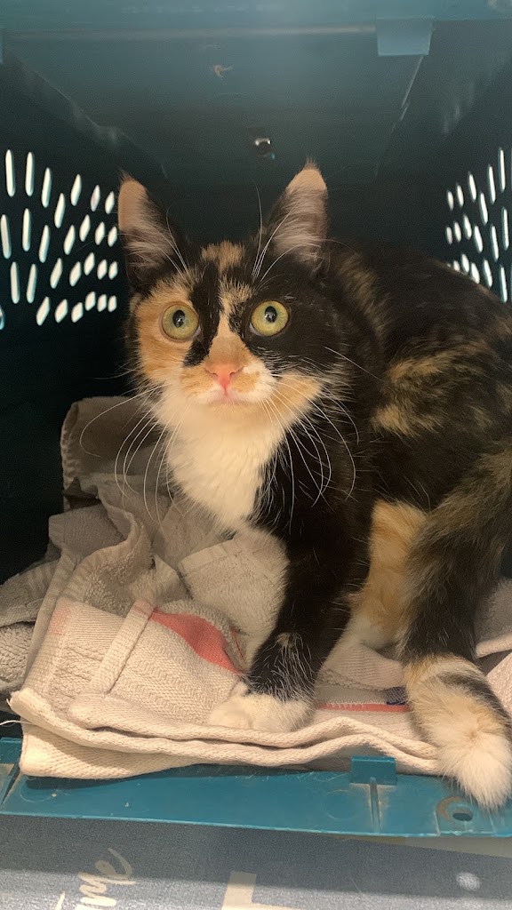 Maricel veterinaris — Gato
