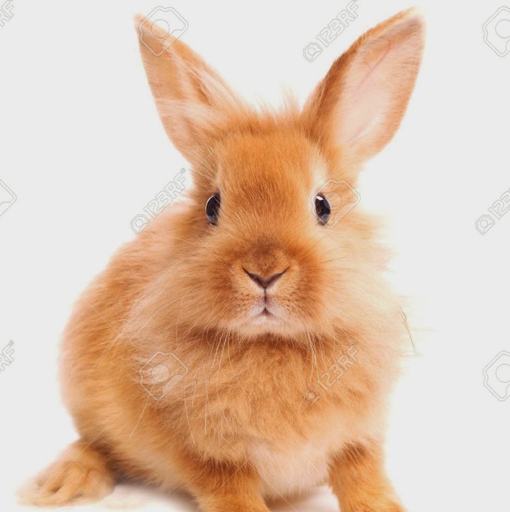 Clinica Veterinaria Gran Duque — Conejo