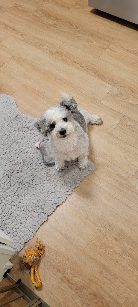 Pet groomer in Murray