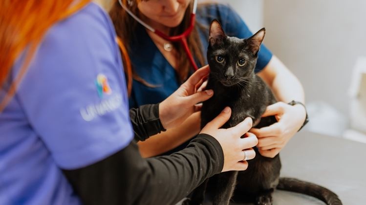 Hospital Veterinario Tartanga UNAVETS - Erandio