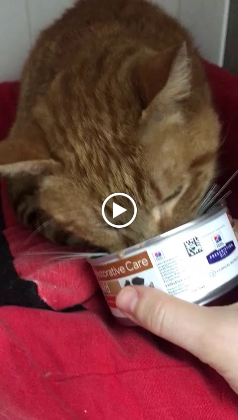 Hospital Veterinario Tucan — Videos