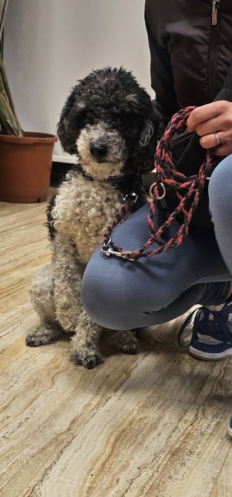 Hospital Veterinario DRL Torrevieja — Mas recientes