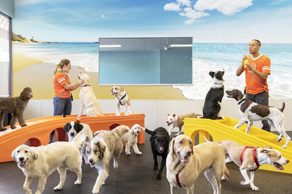 Dog day care center in South-Jordan
