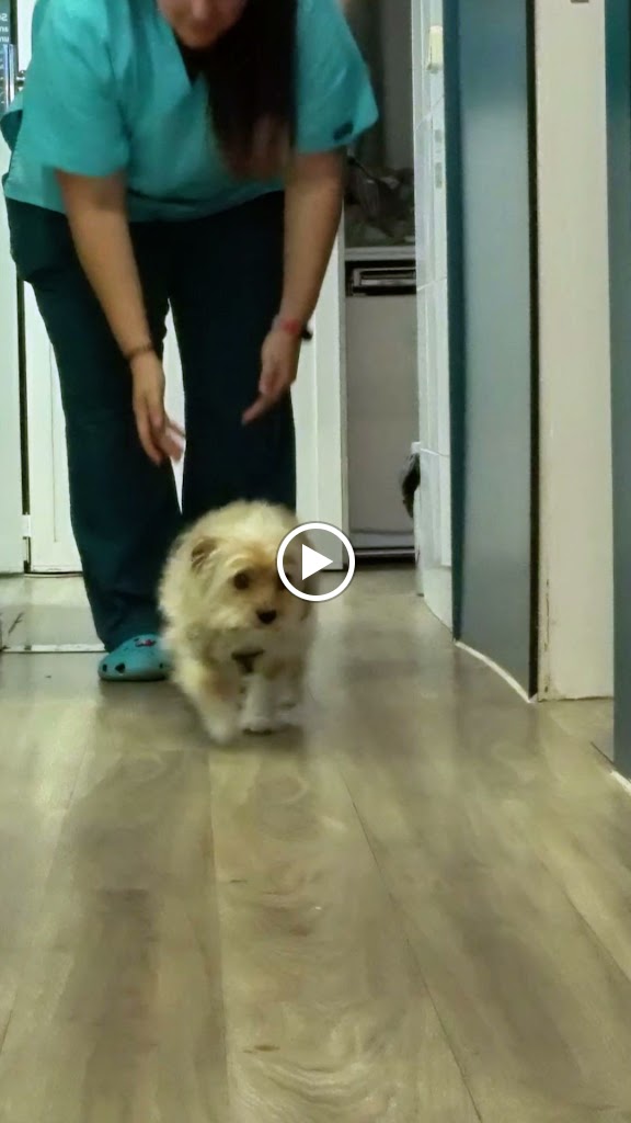 Clinica veterinaria PARLAVET — Videos