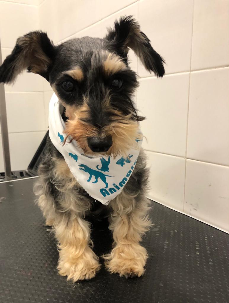 AnimalClinic Veterinario — Perro
