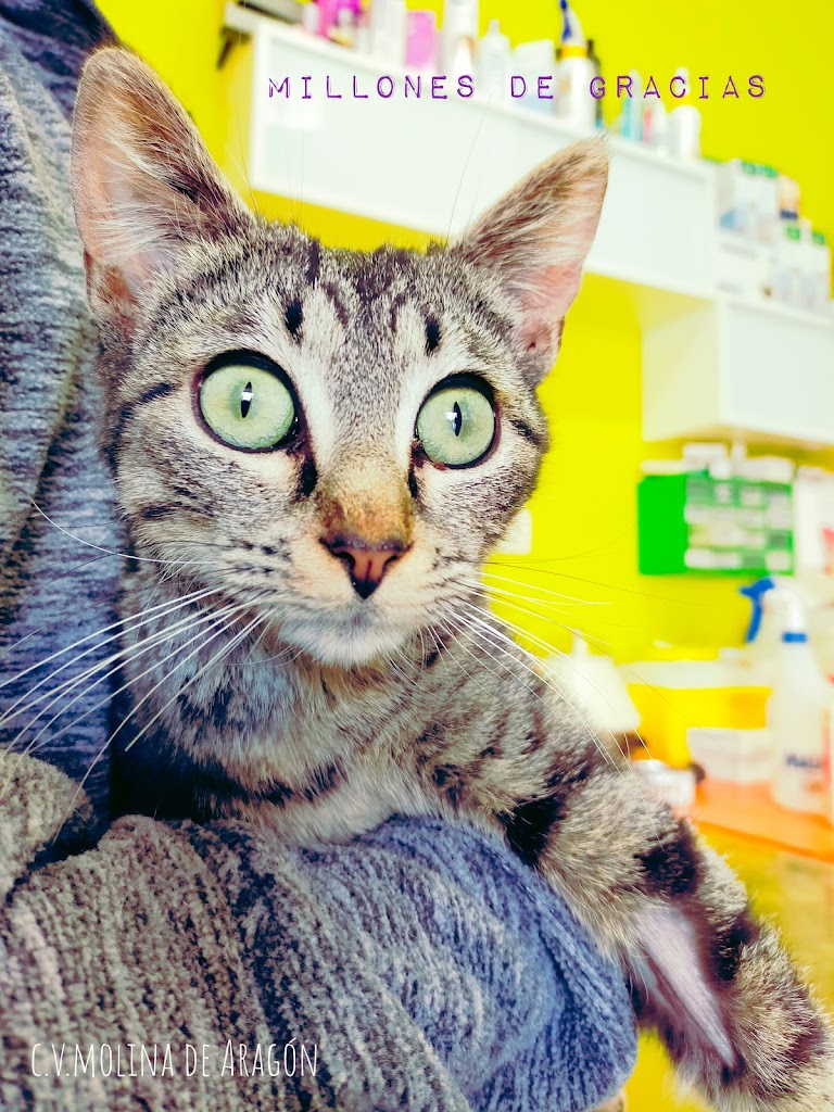 Gato