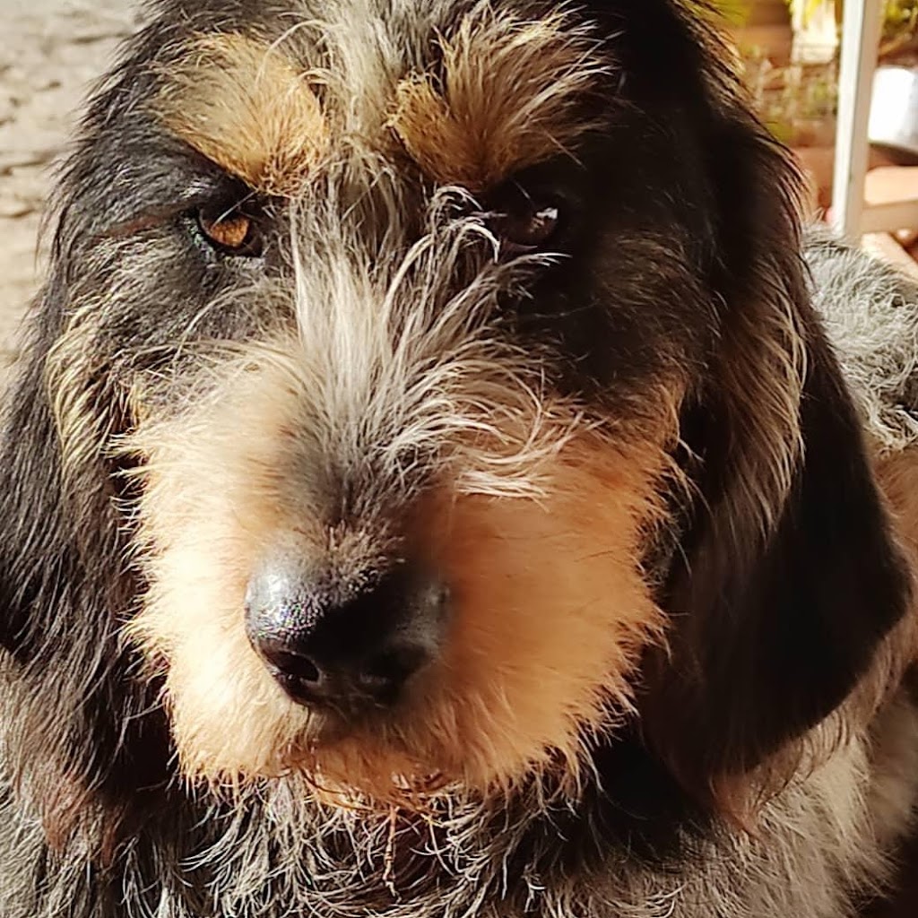 Bitxos Veterinaria i Perruqueria