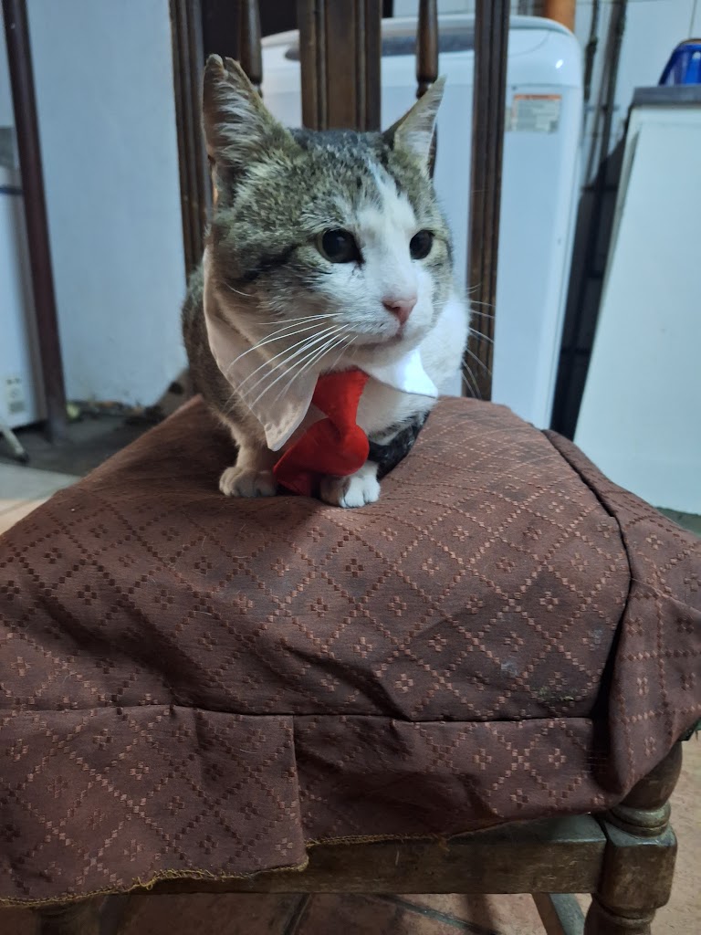 Gato