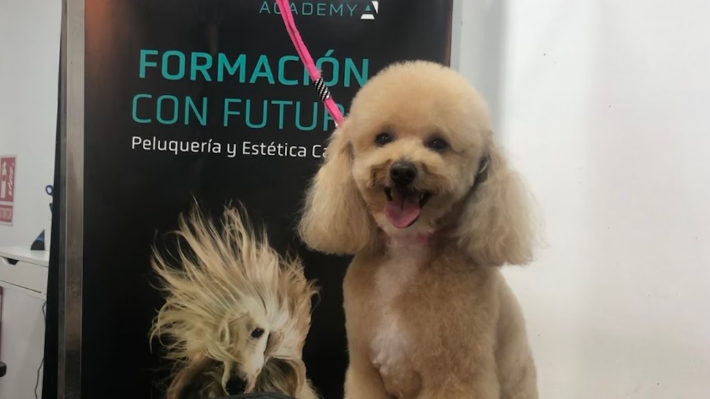 Nati Blanco Estilismo Canino. Academia Artero