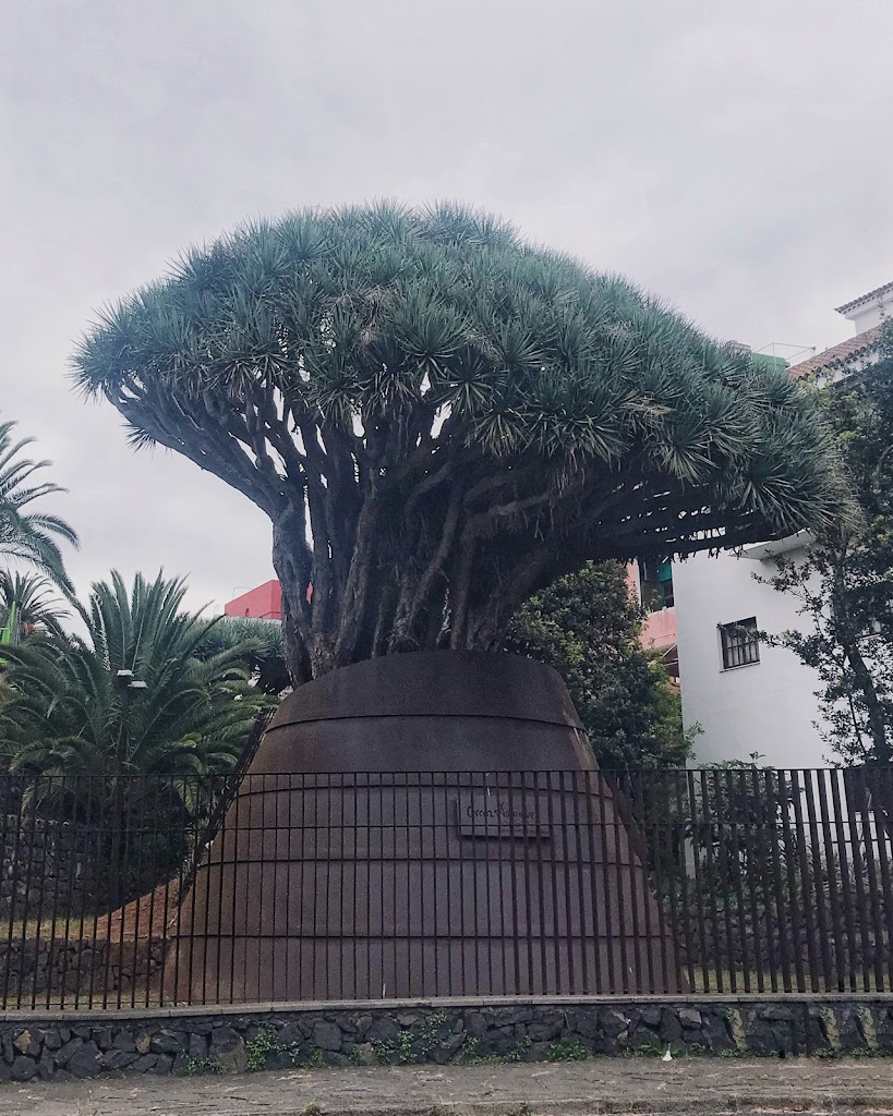 Drago Centenario Tacoronte.