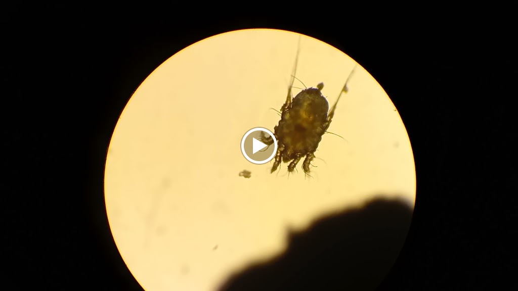 Veterinario Alfredo Riera — Videos